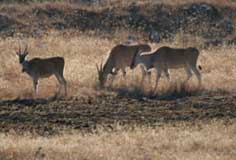 Game viewing near Kruger National Park