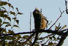three falls farm bird watching