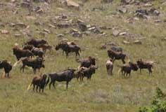 game viewing in three falls farm