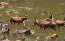 buck at kruger national park
