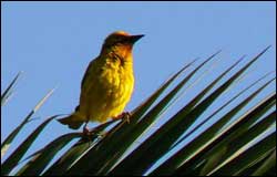 bird watching in lydenburg